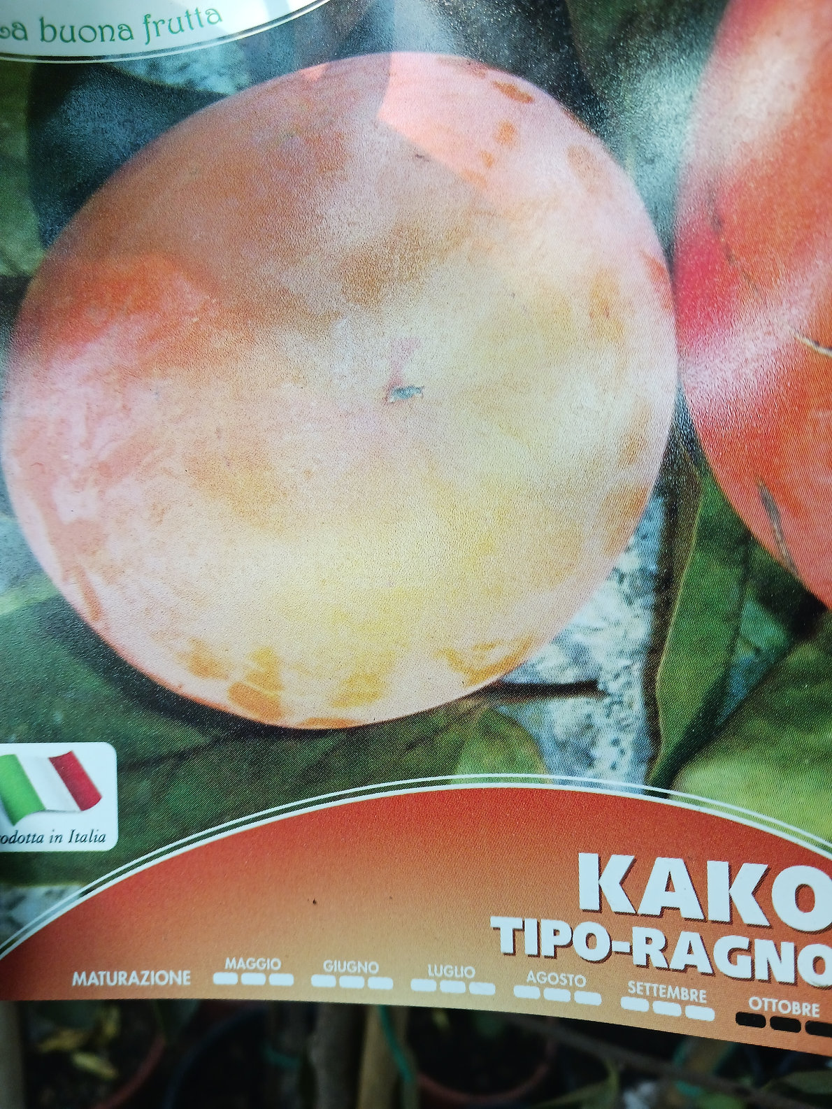kaki-kako-loto-di-romagna-2.jpg